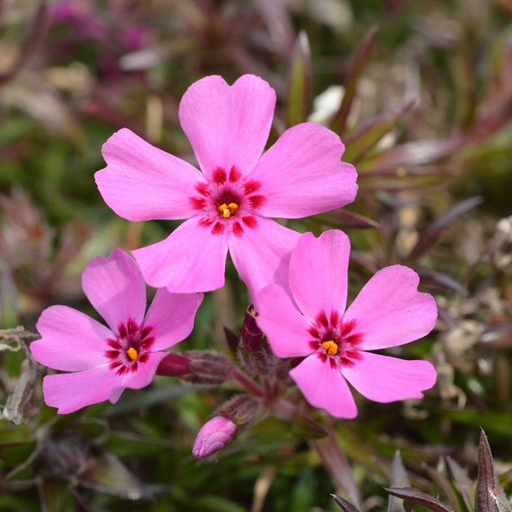 芝桜