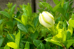 くちなしの花