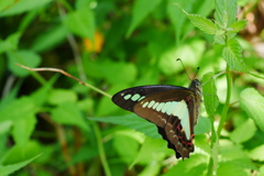 アオスジアゲハ