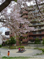 桜の木の下で
