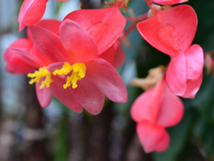 花房