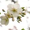 大島桜