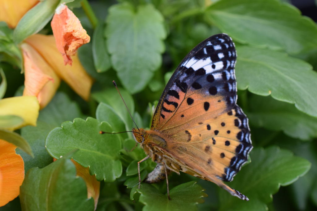 ツマグロヒョウモンの産卵