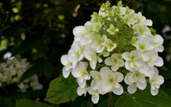 八重柏葉紫陽花