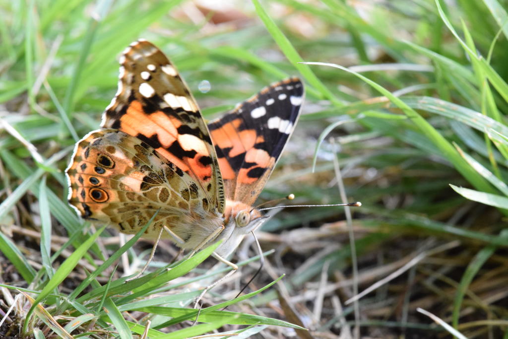 ヒメアカタテハ