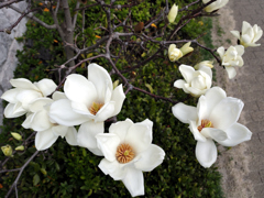 白木蓮開花