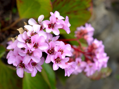 ヒマラヤユキノシタ