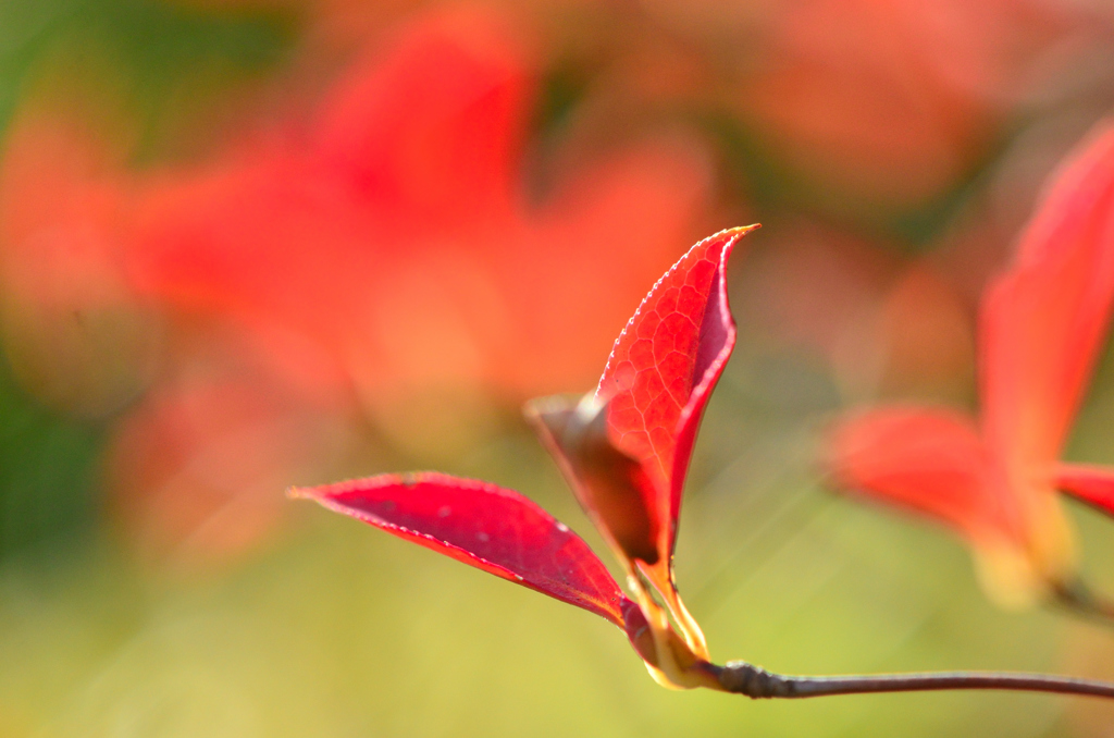 紅葉・つつじ