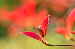 紅葉・つつじ