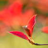 紅葉・つつじ