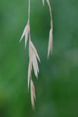 イヌ麦