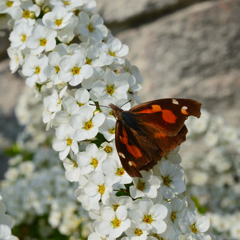 春風に誘われて