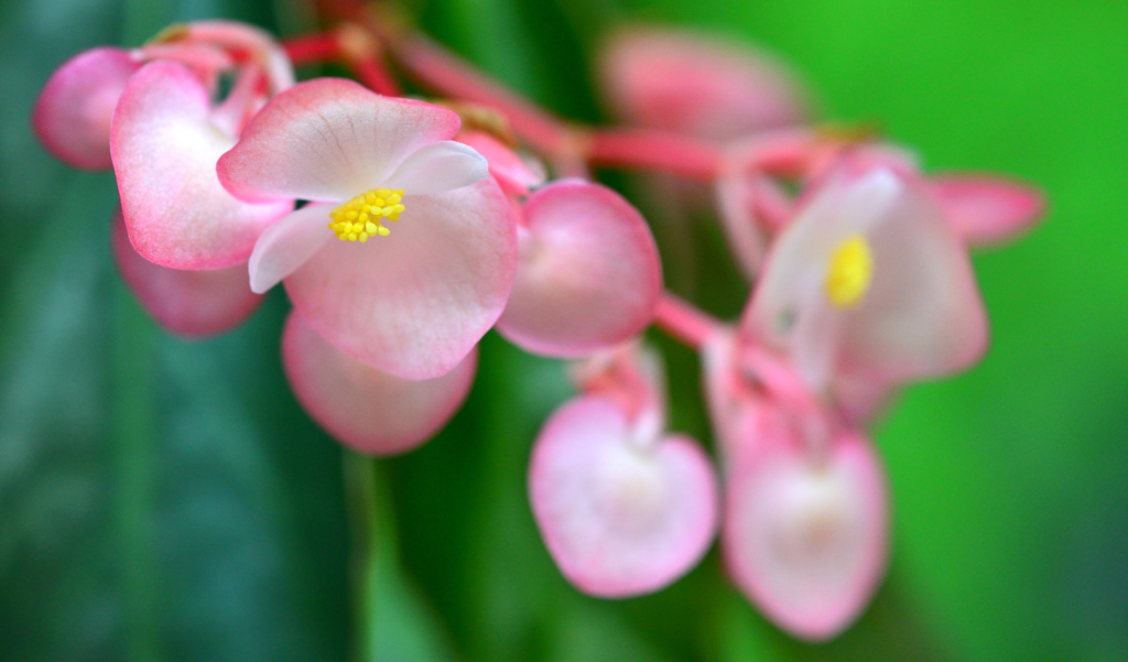 木立性ベゴニア 雄花