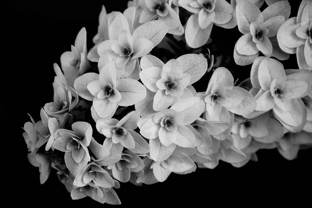 柏葉紫陽花
