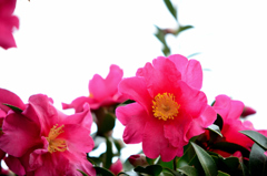 花盛り(山茶花)