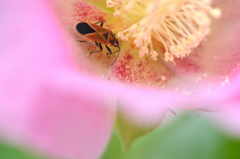 花 レストラン