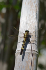シオカラトンボ