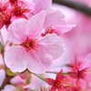 満開の桜