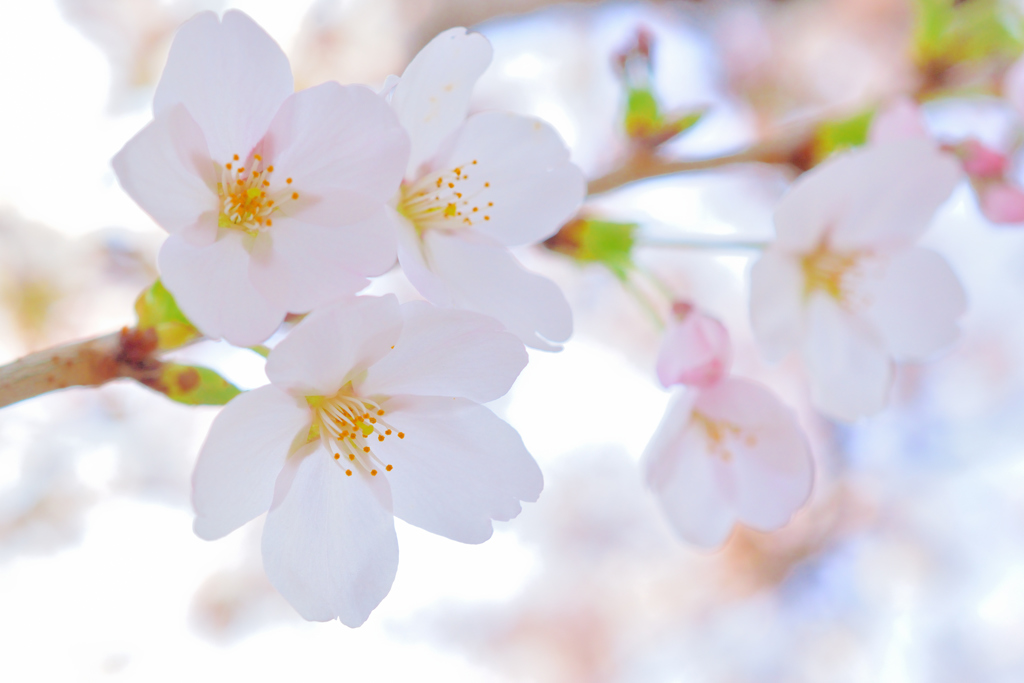 桜咲く