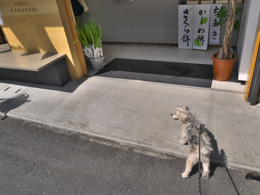 今日はかしわ餅