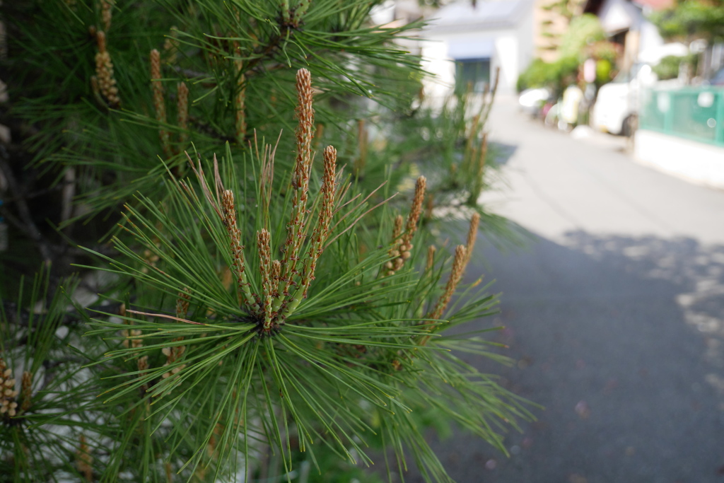 松・新芽