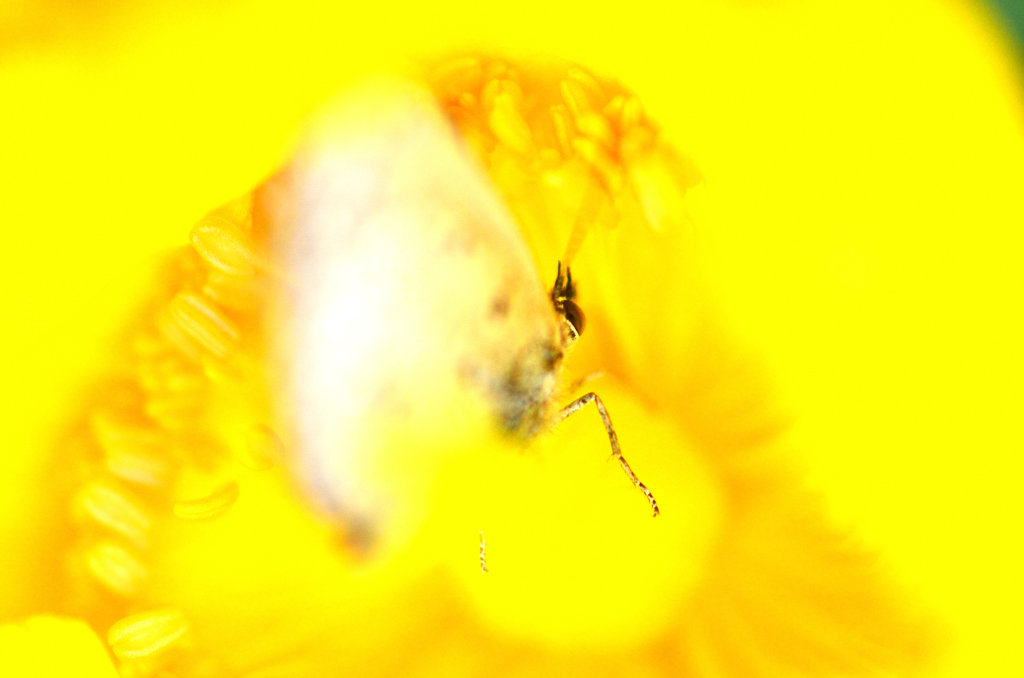 黄金の花園