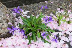桜の木下で