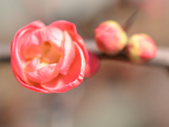 木瓜