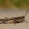 ツチバッタ