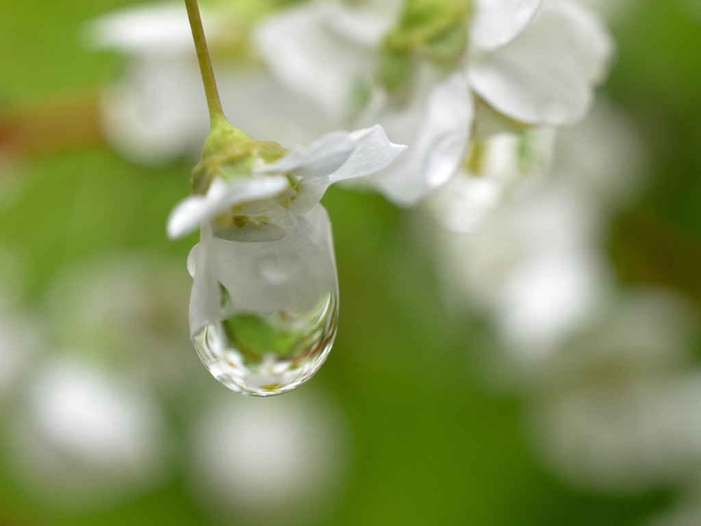 春の雨滴