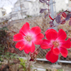 冬薔薇・2