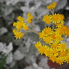 白妙菊