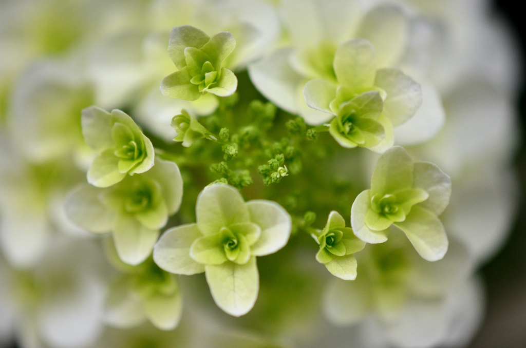 淡緑の花房