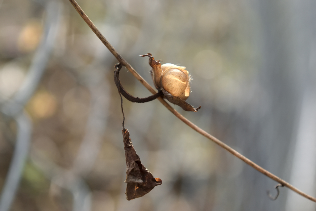 朝顔の種皮