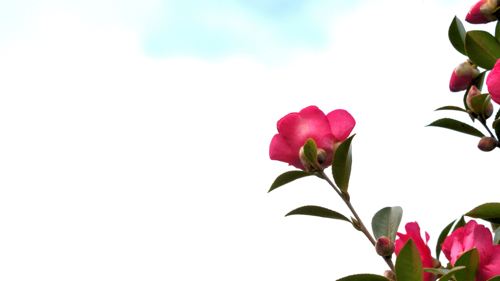 空と山茶花