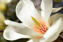 白木蓮・蕊