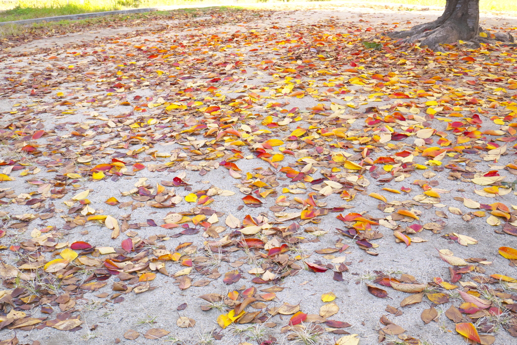 深秋・児童公園