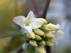 沈丁花