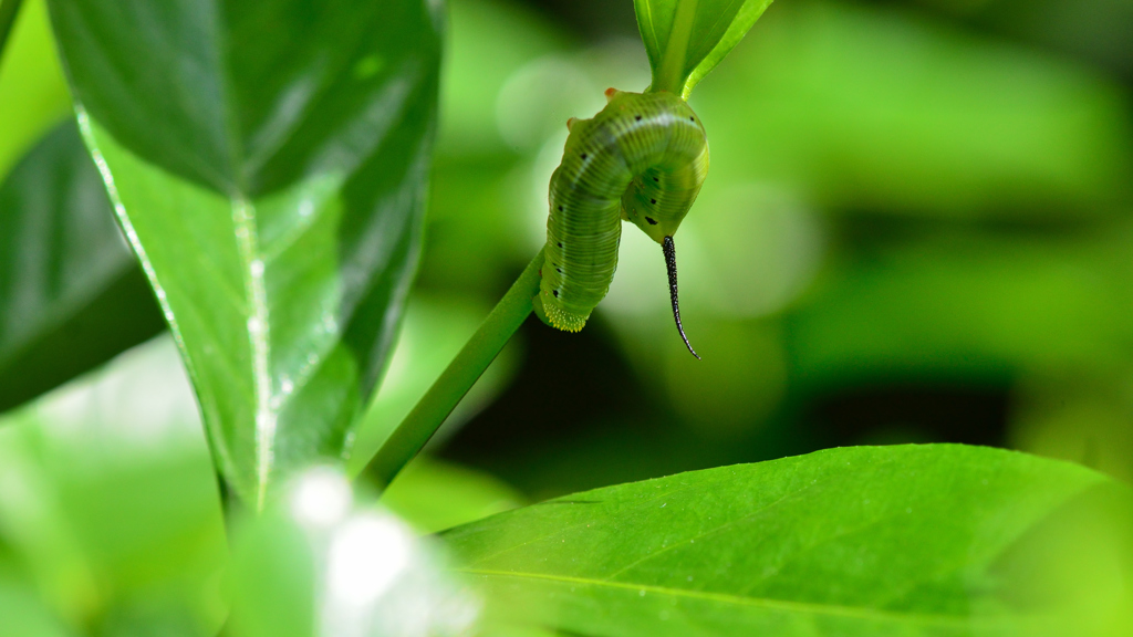 やっと見つけた幼虫