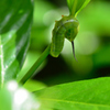 やっと見つけた幼虫
