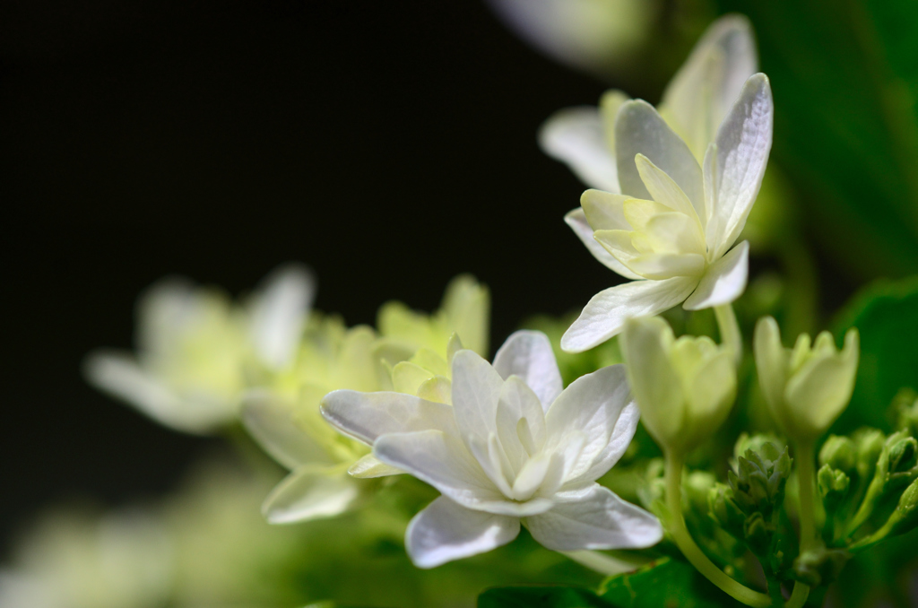 柏葉紫陽花