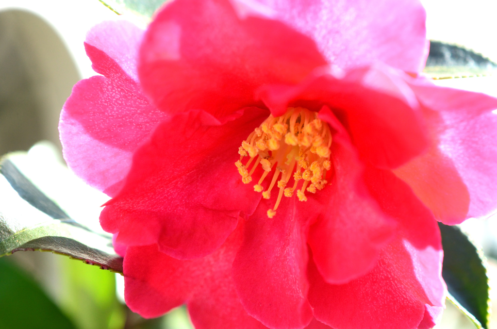 山茶花