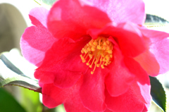 山茶花
