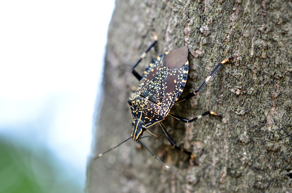キマダラカメムシ成虫