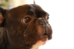 何か言いたげです