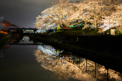 水面の夜桜