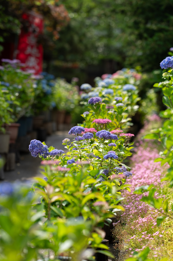 あじさい寺