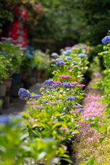 あじさい寺