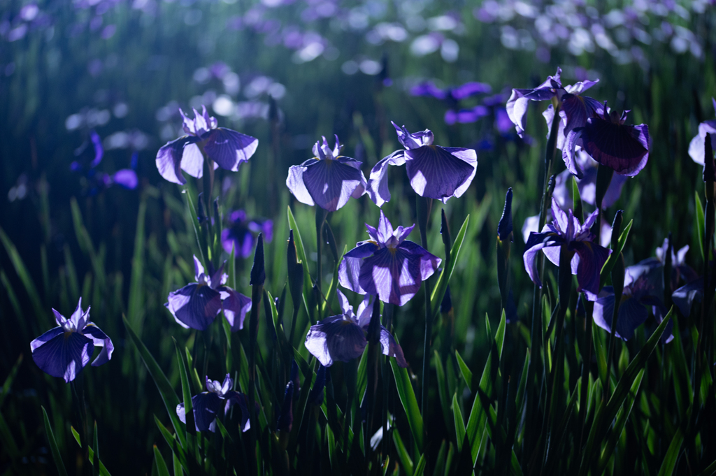 花菖蒲ライトアップ