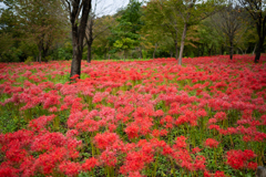紅一面